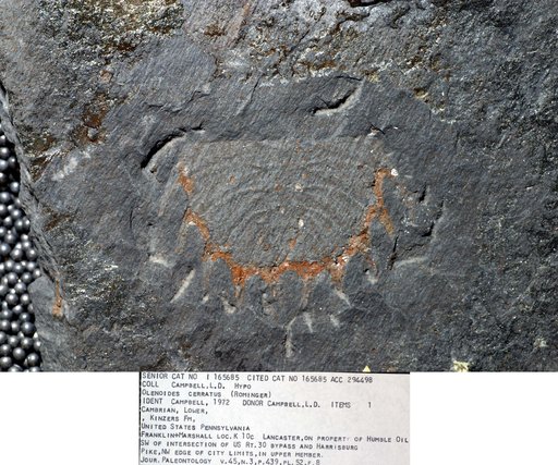 Olenoides serratus (Rominger)
