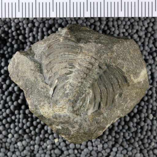Dalmanites (Corycephalus) dentatus Barrett