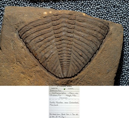 Dalmanites multiannulatus Ohern