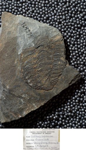 Genus indet. sp indet. Tillman