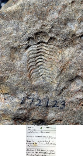 Phacops pulchellus (Foerste)
