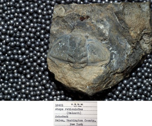 Conocoryphe reticulatus Walcott