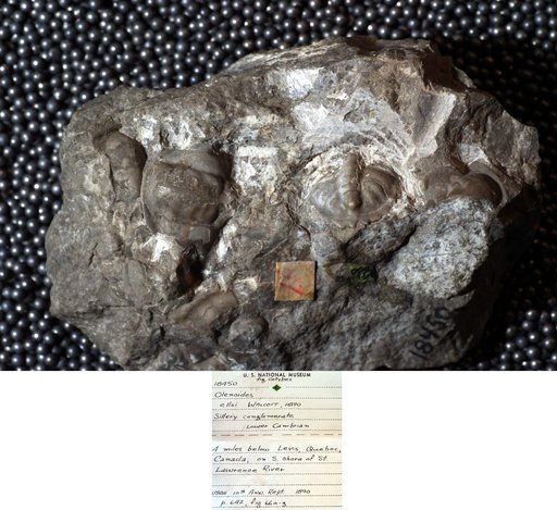 Olenoides ellsi Walcott