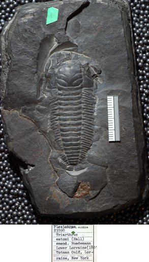 Triarthrus eatoni (Hall, 1838)