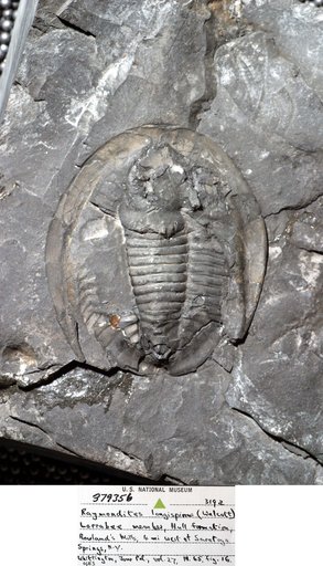 Raymondites longispinus (Walcott)