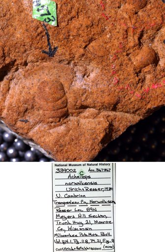 Acheilops norwalkensis Ulrich & Resser