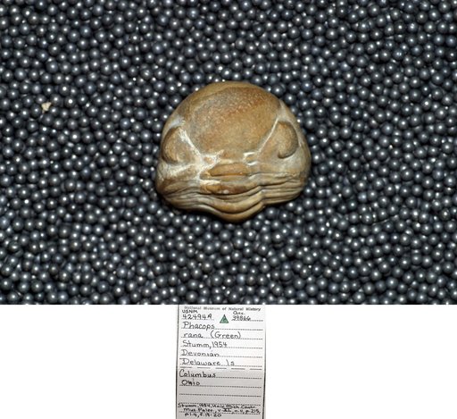 Phacops rana (Green)