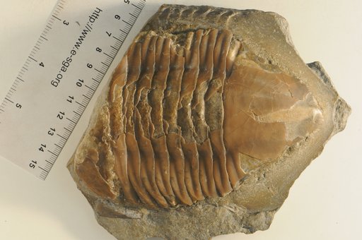 Asaphus megistos Locke