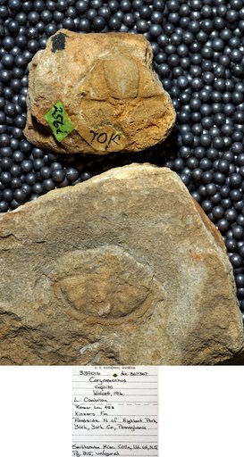 Corynexochus capito Walcott