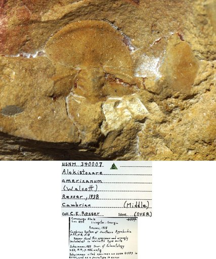 Alokistocare americanum (Walcott)