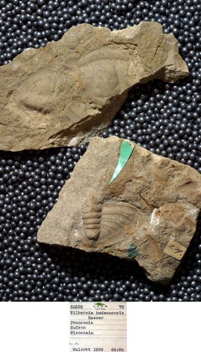 Wilbernia hudsonensis Resser
