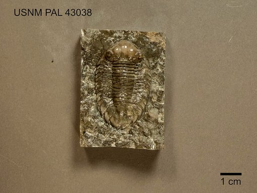 Platynotus trentonensis (Conrad)