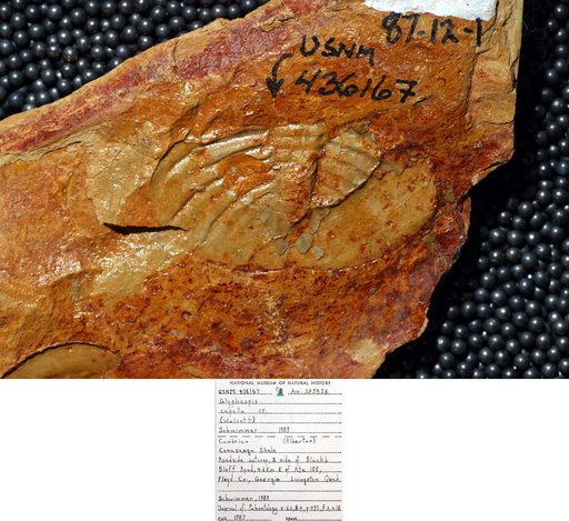 Glyphaspis cf. capella (Walcott)