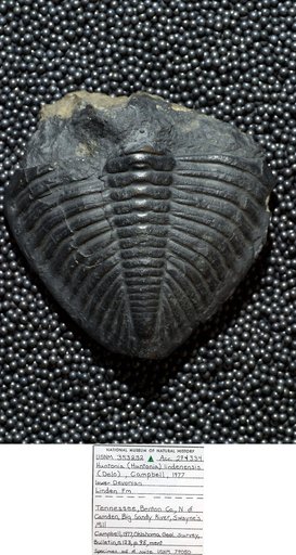 Huntonia (Huntonia) lindenensis (Delo)
