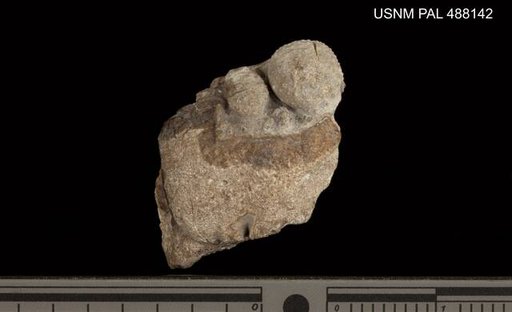 Cheirurus singularis Howell & Sanford