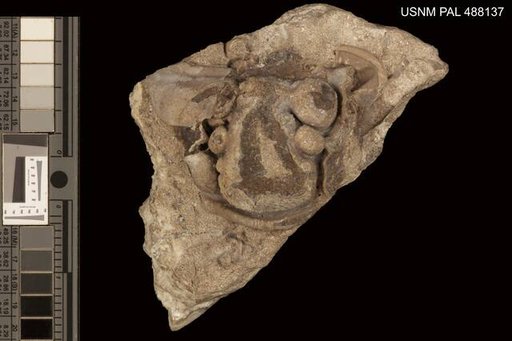 Cheirurus singularis Howell & Sanford