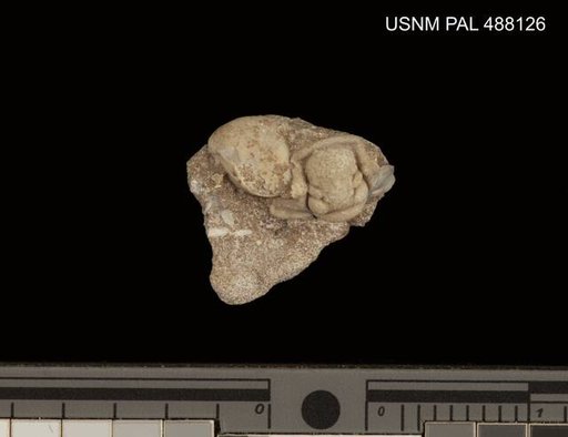 Cheirurus singularis Howell & Sanford
