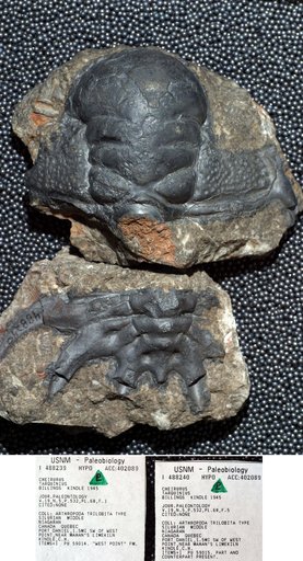 Cheirurus tarquinius Billings