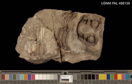 Cheirurus singularis Howell & Sanford