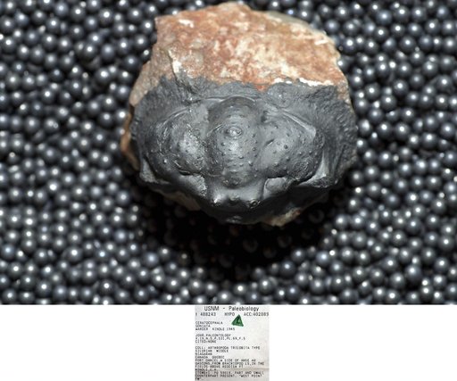 Ceratocephala goniata Warder