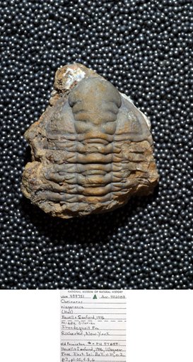 Cheirurus niagarensis (Hall)