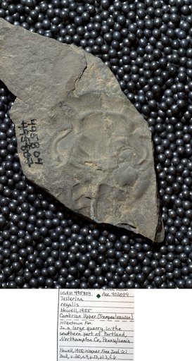 Tellerina regalis Howell