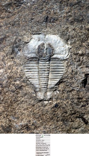 Alsataspis evansi Kindle