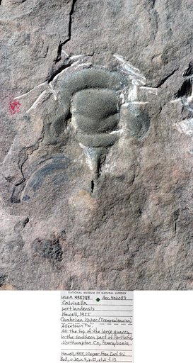 Calvinella portlandensis Howell