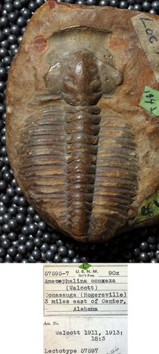 Amecephalina convexa (Walcott)