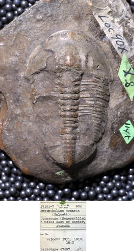 Amecephalina convexa (Walcott)