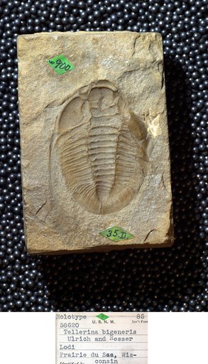 Tellerina bigeneris Ulrich & Resser
