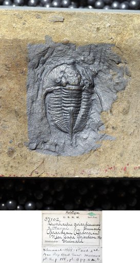 Cyphaspis girardeauensis Shumard