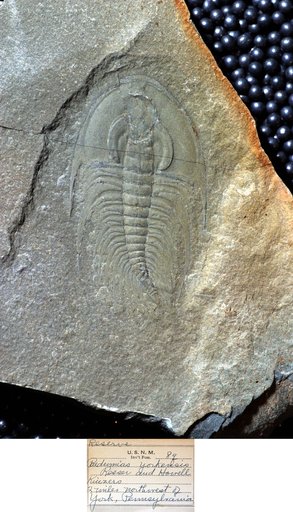 Paedeumias transitans Walcott