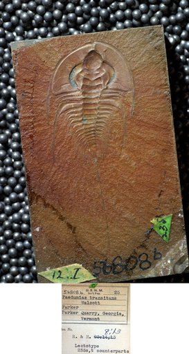 Paedeumias transitans Walcott