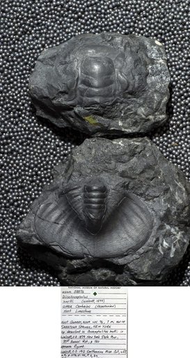 Prosaukia hartti (Walcott)