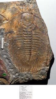 Wanneria walcottana (Wanner, 1938)