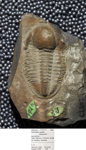 Asaphiscus paula Walcott