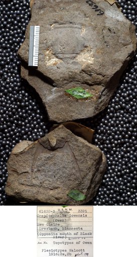 Crepicephalus iowensis (Owen)