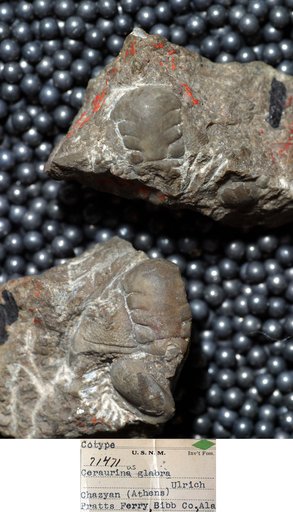 Ceraurina glabra Butts