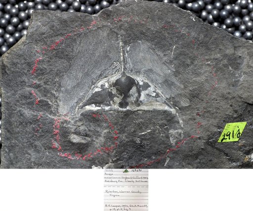 Ampyx americanus Safford & Vogdes