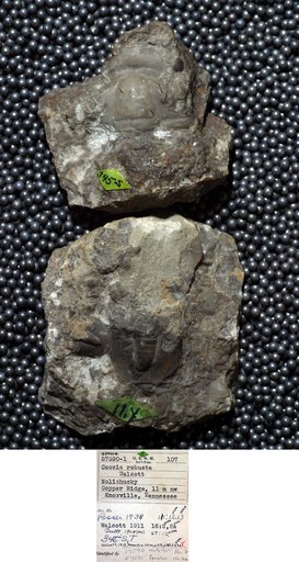 Coosia robusta Walcott