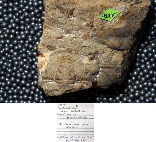 Crepicephalus unca Walcott