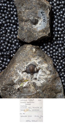 Corynexochus (Bonnia) parvulus (Billings)