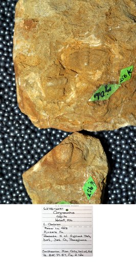 Corynexochus capito Walcott