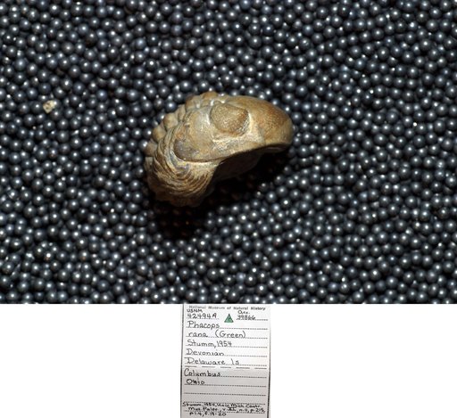 Phacops rana (Green)