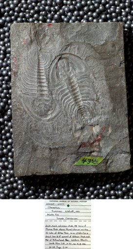 Olenellus truemani Walcott