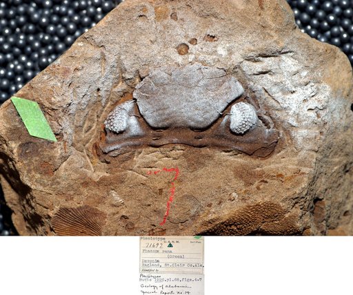 Phacops rana (Green)