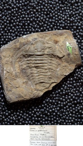 Ceraurus platinensis Foerste