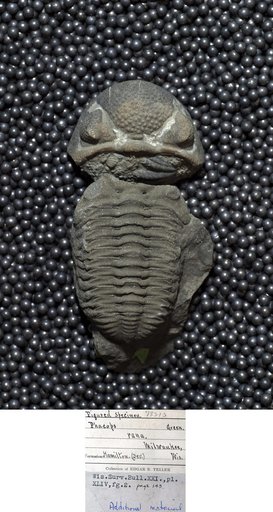 Phacops rana (Green)