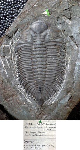 Dalmanites limulurus var. lunatus Lambert